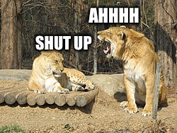 Liger | AHHHH; SHUT UP | image tagged in funny animals | made w/ Imgflip meme maker
