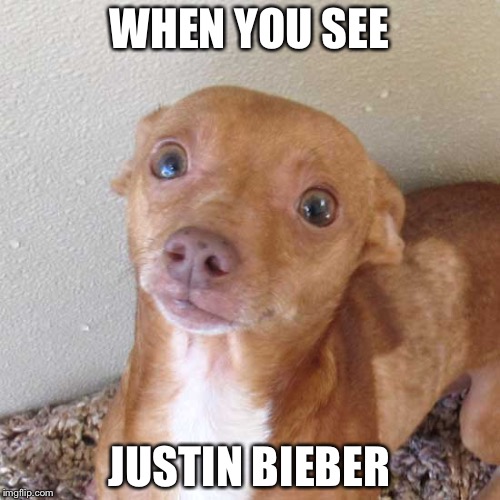 Crazy dog | WHEN YOU SEE; JUSTIN BIEBER | image tagged in crazy dog | made w/ Imgflip meme maker