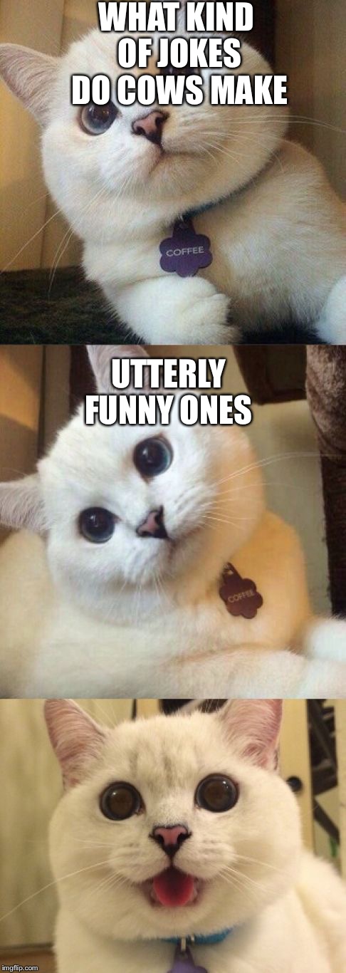 bad pun cat  | WHAT KIND OF JOKES DO COWS MAKE; UTTERLY FUNNY ONES | image tagged in bad pun cat | made w/ Imgflip meme maker