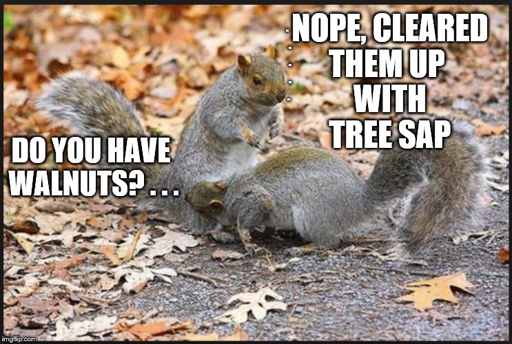 THEM UP WITH TREE SAP; NOPE, CLEARED; .  .  .  .  . DO YOU HAVE WALNUTS? . . . | image tagged in squirrel,nuts,wildlife comedy,squirrel nuts,squirrels,adult humor | made w/ Imgflip meme maker