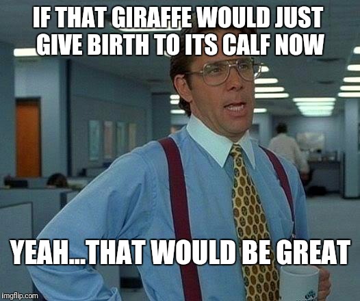 That Would Be Great | IF THAT GIRAFFE WOULD JUST GIVE BIRTH TO ITS CALF NOW; YEAH...THAT WOULD BE GREAT | image tagged in memes,that would be great | made w/ Imgflip meme maker