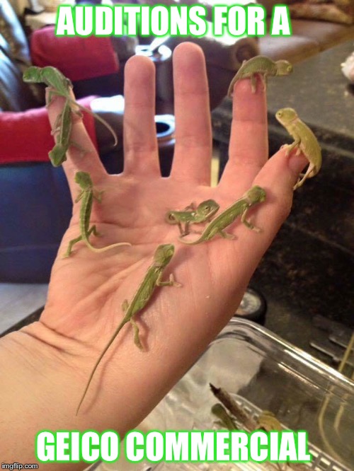 Lizards | AUDITIONS FOR A; GEICO COMMERCIAL | image tagged in geico gecko | made w/ Imgflip meme maker