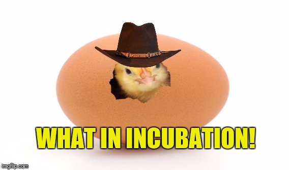 WHAT IN INCUBATION! | made w/ Imgflip meme maker