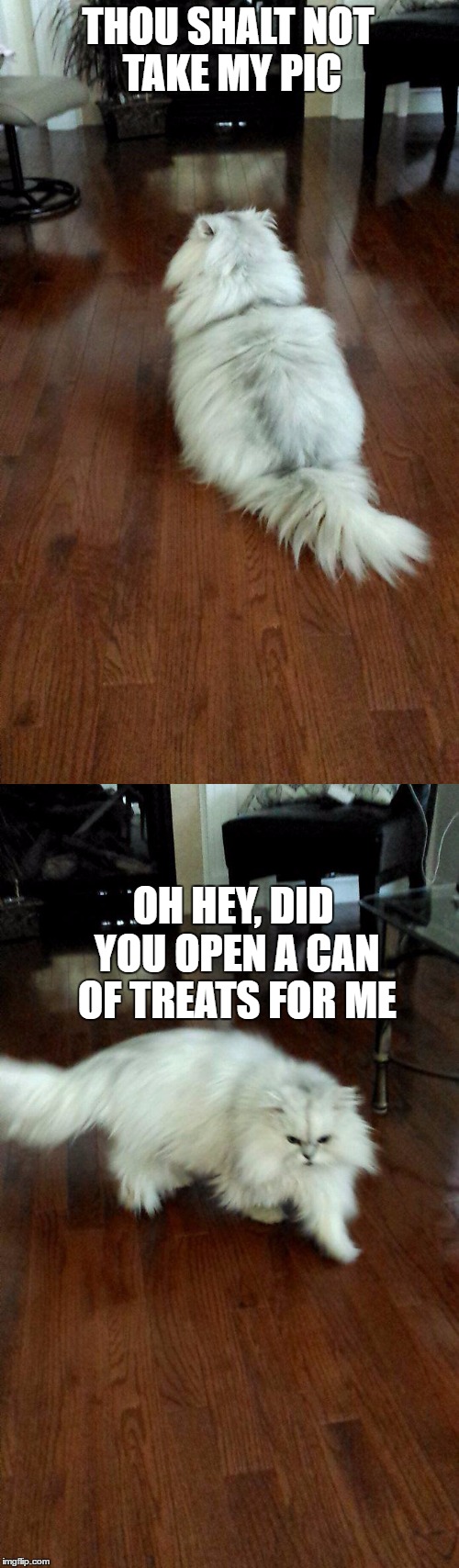 No Hooman | THOU SHALT NOT TAKE MY PIC; OH HEY, DID YOU OPEN A CAN OF TREATS FOR ME | image tagged in cats | made w/ Imgflip meme maker