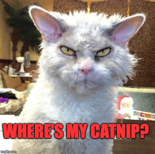 Pompous Albert | WHERE'S MY CATNIP? | image tagged in catnip withdrawal | made w/ Imgflip meme maker