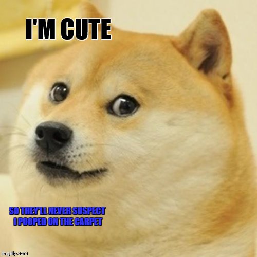 Doge Meme | I'M CUTE; SO THEY'LL NEVER SUSPECT I POOPED ON THE CARPET | image tagged in memes,doge | made w/ Imgflip meme maker