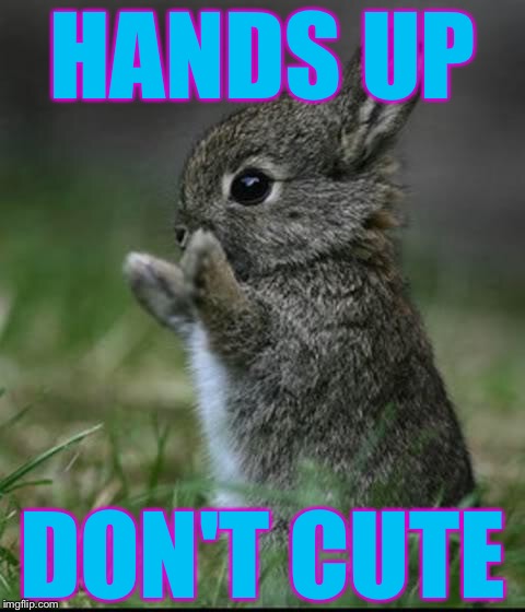 Cute Bunny | HANDS UP; DON'T CUTE | image tagged in cute bunny,memes,bad pun,cute animals | made w/ Imgflip meme maker