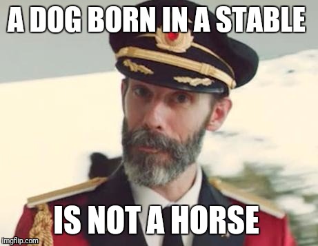 It's not a Dorse either  | A DOG BORN IN A STABLE; IS NOT A HORSE | image tagged in captain obvious,immigration,roots,memes | made w/ Imgflip meme maker