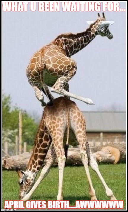 WHAT U BEEN WAITING FOR... APRIL GIVES BIRTH....AWWWWWW | image tagged in leap giraffe | made w/ Imgflip meme maker