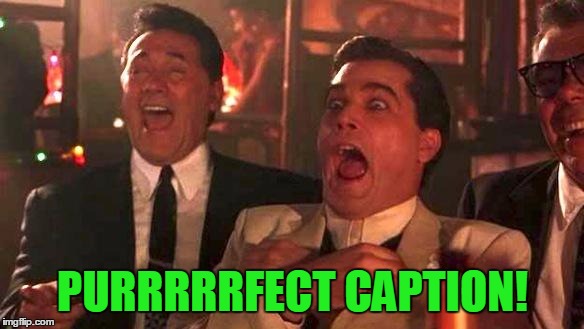 Goodfellas Laughing | PURRRRRFECT CAPTION! | image tagged in goodfellas laughing | made w/ Imgflip meme maker