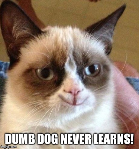 grumpy smile | DUMB DOG NEVER LEARNS! | image tagged in grumpy smile | made w/ Imgflip meme maker