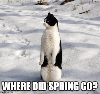 WHERE DID SPRING GO? | made w/ Imgflip meme maker