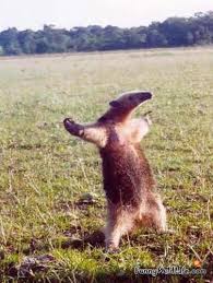 anteater Blank Meme Template