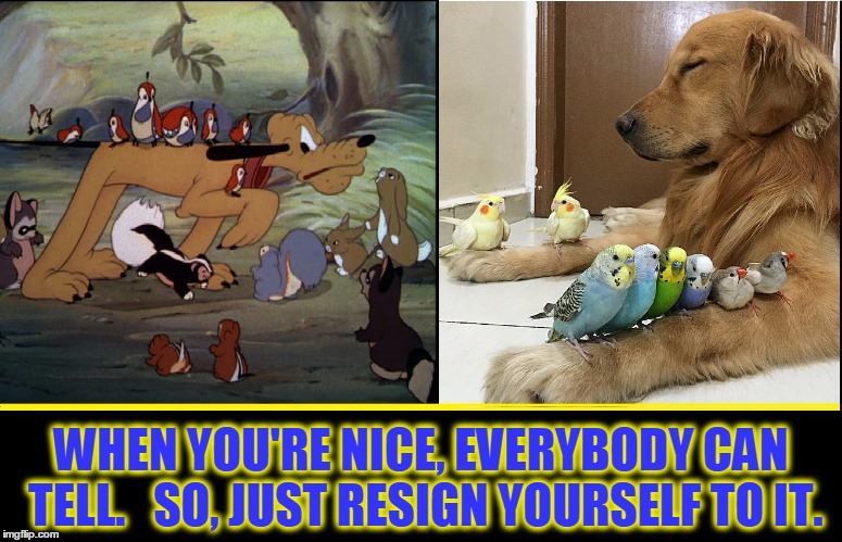 Pluto Versus Sleepy Lab | WHEN YOU'RE NICE, EVERYBODY CAN TELL.   SO, JUST RESIGN YOURSELF TO IT. | image tagged in vince vance,parakeets,sleepy dog,pluto pointing,mickey mouse goes hunting | made w/ Imgflip meme maker