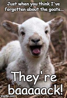 Laughing Goat | Just when you think I've forgotten about the goats... They're baaaaack! | image tagged in laughing goat | made w/ Imgflip meme maker