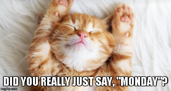 How I'm feeling right now... | DID YOU REALLY JUST SAY, "MONDAY"? | image tagged in sleeping kitten,memes,monday | made w/ Imgflip meme maker
