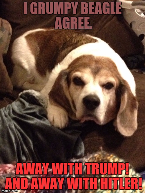 Grumpy Beagle | I GRUMPY BEAGLE AGREE. AWAY WITH TRUMP! AND AWAY WITH HITLER! | image tagged in grumpy beagle | made w/ Imgflip meme maker