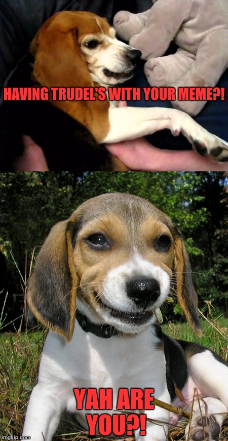 Evil Beagle, and Evil Beagle puppy  | HAVING TRUDEL'S WITH YOUR MEME?! YAH ARE YOU?! | image tagged in evil beagle,evil beagle puppy | made w/ Imgflip meme maker