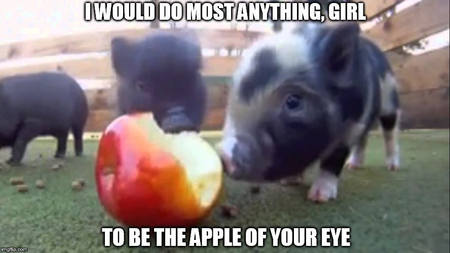 DMB Steady As We Go | I WOULD DO MOST ANYTHING, GIRL; TO BE THE APPLE OF YOUR EYE | image tagged in dmb,dave matthews band,steady as we go,pig,i would do most anything girl to be the apple of your eye | made w/ Imgflip meme maker