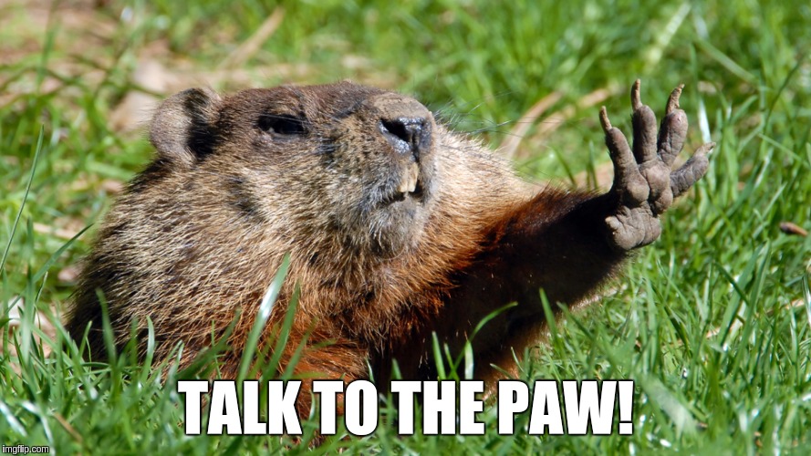 TALK TO THE PAW! | image tagged in talk to the paw woodchuck | made w/ Imgflip meme maker