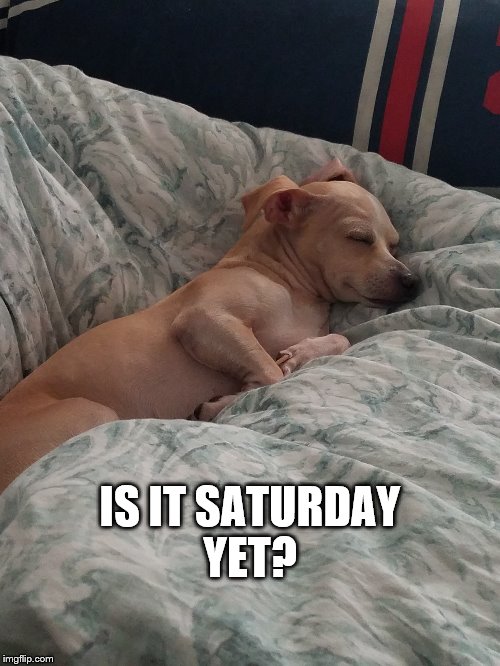 Friday Blues | IS IT SATURDAY YET? | image tagged in sleepy dog,sleeping beauty | made w/ Imgflip meme maker