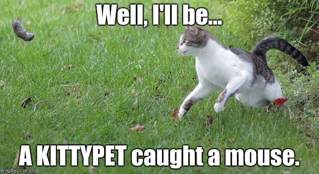Warrior cat meme | Well, I'll be... A KITTYPET caught a mouse. | image tagged in warrior cat meme | made w/ Imgflip meme maker