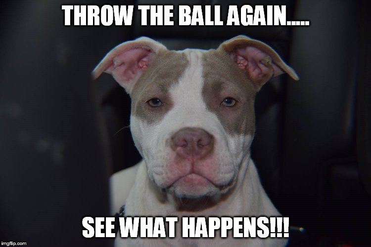 THROW THE BALL AGAIN..... SEE WHAT HAPPENS!!! | made w/ Imgflip meme maker