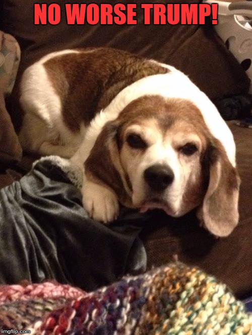 Grumpy Beagle | NO WORSE TRUMP! | image tagged in grumpy beagle | made w/ Imgflip meme maker