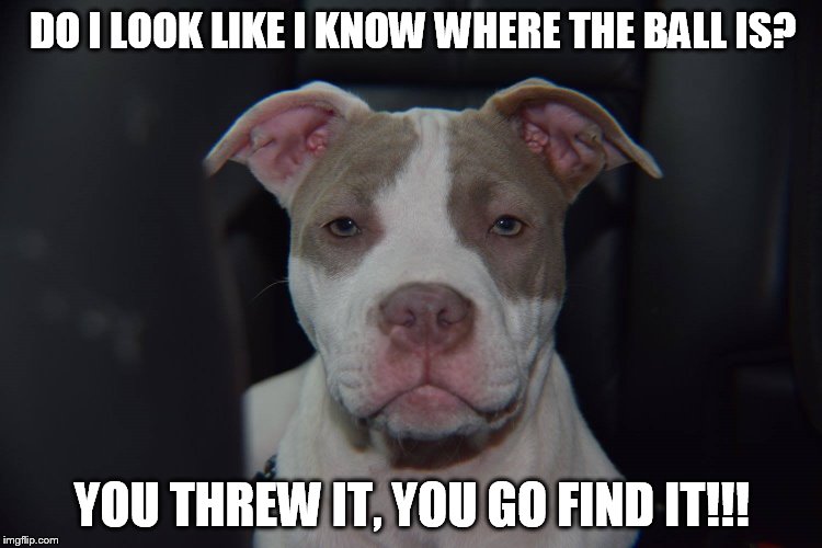 DO I LOOK LIKE I KNOW WHERE THE BALL IS? YOU THREW IT, YOU GO FIND IT!!! | made w/ Imgflip meme maker