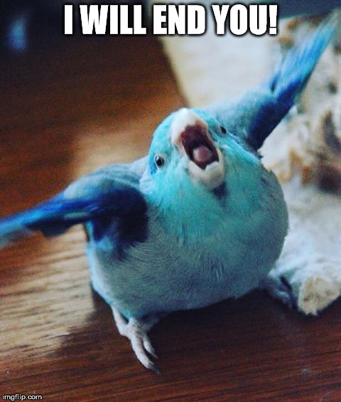 i will end you | I WILL END YOU! | image tagged in birb,blueberry chicken,dismayed parrot,anger | made w/ Imgflip meme maker