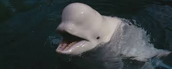 beluga Blank Meme Template