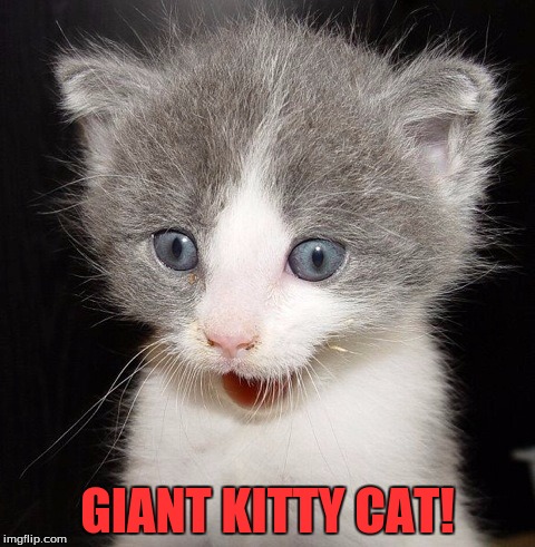 surprised Kitten | GIANT KITTY CAT! | image tagged in surprised kitten | made w/ Imgflip meme maker