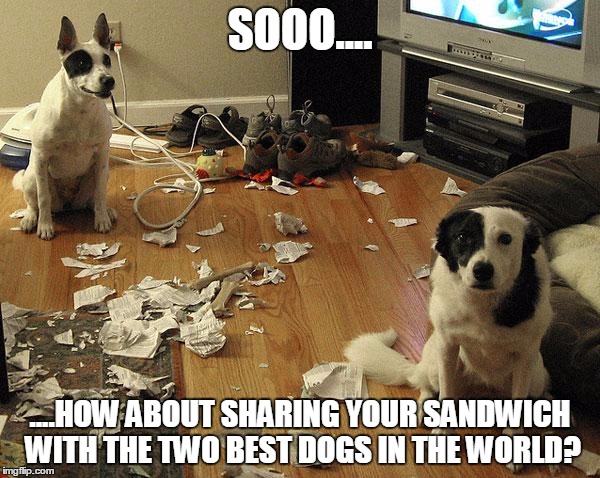 guiltydogs | SOOO.... ....HOW ABOUT SHARING YOUR SANDWICH WITH THE TWO BEST DOGS IN THE WORLD? | image tagged in guiltydogs | made w/ Imgflip meme maker