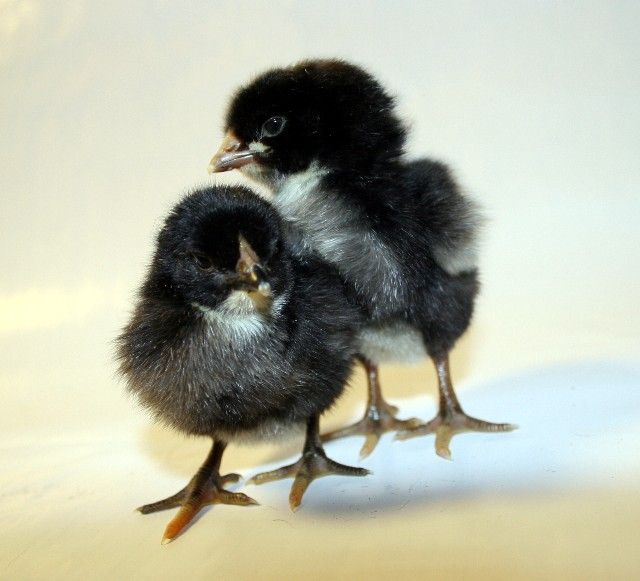 cute black baby chickens