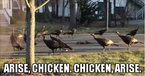 Turkey Curse | ARISE, CHICKEN. CHICKEN, ARISE. | image tagged in turkeys | made w/ Imgflip meme maker