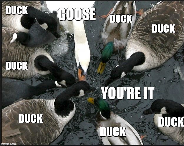 DUCK; GOOSE; DUCK; DUCK; YOU'RE IT; DUCK; DUCK; DUCK; DUCK | image tagged in ducks,goose,kids playing,animals,birds,children playing | made w/ Imgflip meme maker