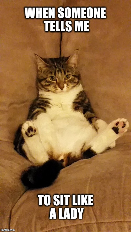 WHEN SOMEONE TELLS ME; TO SIT LIKE A LADY | image tagged in cats,funny cats | made w/ Imgflip meme maker
