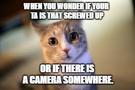 confused cat | WHEN YOU WONDER IF YOUR TA IS THAT SCREWED UP; OR IF THERE IS A CAMERA SOMEWHERE. | image tagged in confused,cat,mad,wtf | made w/ Imgflip meme maker