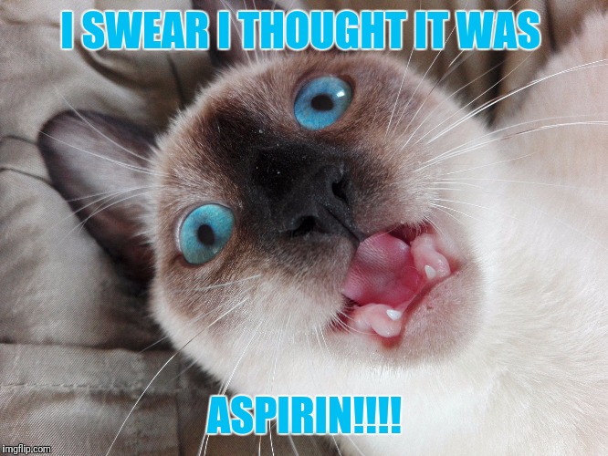 NOT ASPIRIN | I SWEAR I THOUGHT IT WAS; ASPIRIN!!!! | image tagged in memes,funny,siamese cat,drugs cat,high kitty | made w/ Imgflip meme maker