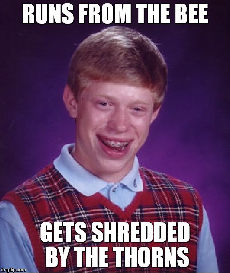 Bad Luck Brian Meme | RUNS FROM THE BEE GETS SHREDDED BY THE THORNS | image tagged in memes,bad luck brian | made w/ Imgflip meme maker