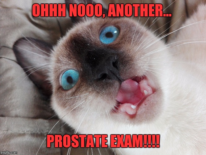 Prostate exam | OHHH NOOO, ANOTHER... PROSTATE EXAM!!!! | image tagged in prostate exam,funny memes,cats,medical,siamese cat,shocked face | made w/ Imgflip meme maker