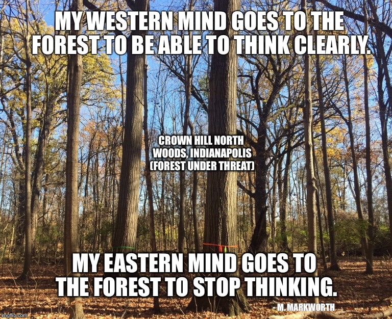 Crown Hill North Woods (forest under threat) | MY WESTERN MIND GOES TO THE FOREST TO BE ABLE TO THINK CLEARLY. CROWN HILL NORTH WOODS, INDIANAPOLIS (FOREST UNDER THREAT); MY EASTERN MIND GOES TO THE FOREST TO STOP THINKING. - M. MARKWORTH | image tagged in forest | made w/ Imgflip meme maker