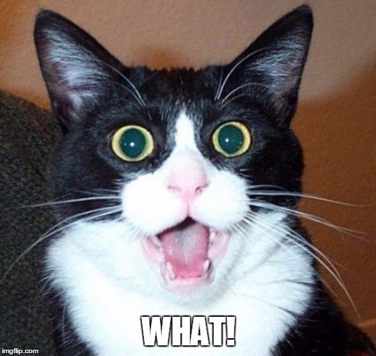 WHAT! | made w/ Imgflip meme maker