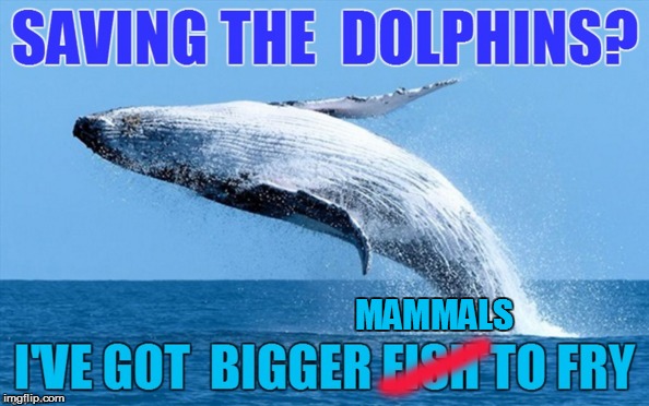 Yeah, it's a bit fishy, but... | MAMMALS | image tagged in memes,whales,dolphins | made w/ Imgflip meme maker