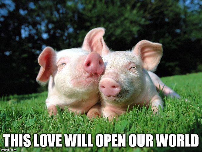 DMB Pig | THIS LOVE WILL OPEN OUR WORLD | image tagged in dmb,dave matthews band,pig,this love will open our world | made w/ Imgflip meme maker