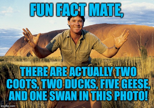 FUN FACT MATE, THERE ARE ACTUALLY TWO COOTS, TWO DUCKS, FIVE GEESE, AND ONE SWAN IN THIS PHOTO! | made w/ Imgflip meme maker