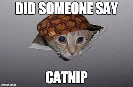 did someone say (enter x here) | DID SOMEONE SAY; CATNIP | image tagged in cute cat | made w/ Imgflip meme maker