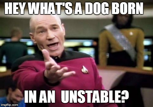 Picard Wtf Meme | HEY WHAT'S A DOG BORN IN AN  UNSTABLE? | image tagged in memes,picard wtf | made w/ Imgflip meme maker