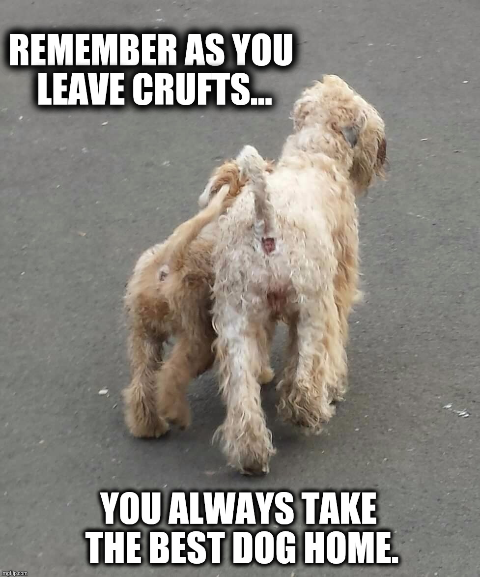 REMEMBER AS YOU LEAVE CRUFTS... YOU ALWAYS TAKE THE BEST DOG HOME. | image tagged in best dog | made w/ Imgflip meme maker