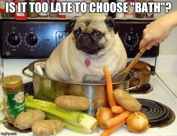 I'm willing to negotiate... | IS IT TOO LATE TO CHOOSE "BATH"? | image tagged in pug in a pot,memes | made w/ Imgflip meme maker